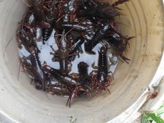 -同銮特种养殖场·龙虾垂钓