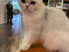-猫小院猫主题餐厅(三里屯店)