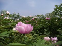 -盛世牡丹苑生态文化旅游区