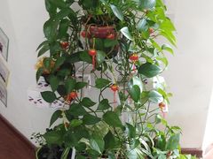 -自然之声助听器·呼吸机(和平店)