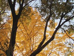 -三里屯东五街银杏大道