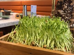 -椰子营·椰子鸡火锅(万象里店)