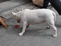 -黄胜记鼓浪屿肉松店(龙头路店)