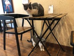 -猫友咖啡店(玉林西路店)