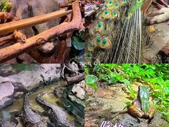 -正佳雨林生态植物园