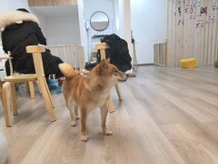 -柴迷FANS CLUB·柴犬狗咖·猫咖