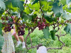 -马陆小张葡萄园农家乐