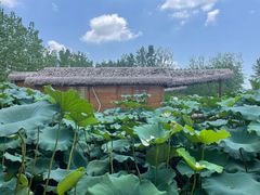 -池杉湖湿地公园
