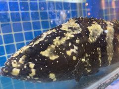 -同喜烤鸭店(光芒店)