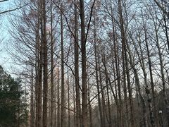 -白水寺森林公园