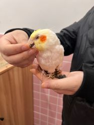 -Moni星球萌宠·小马宝莉·灵蛇·高端高阶全萌宠互动体验俱乐部(红豆国际广场店)