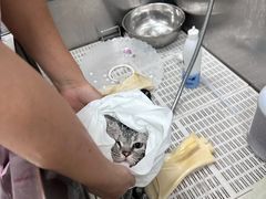 -北京观赏动物医院·24小时大型综合·猫专科·异宠专科