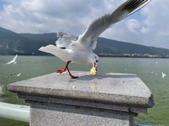 -海埂大坝