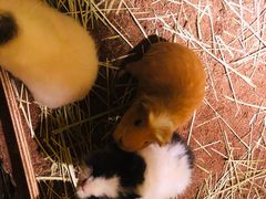 -藦茜花园宠物主题亲子互动体验馆(国顺东路店)