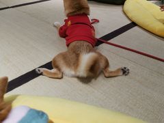 -逗柴咖啡屋·狗咖猫咖宠物桌游
