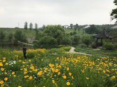 -大塘金香草谷