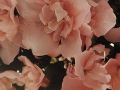 -石家庄市植物园