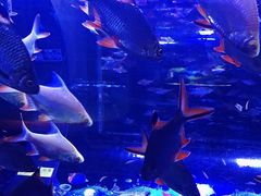 -成都浩海立方海洋公园