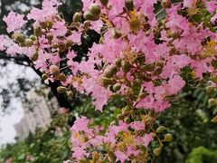 -龙头寺公园