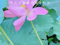 -陈家山荷花公园