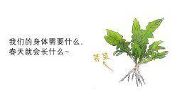-玛莲朵·海菲秀冰珀科