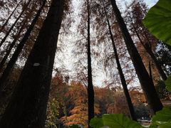-深圳仙湖植物园