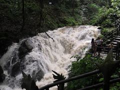 -莫里热带雨林景区