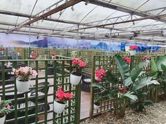 景观位-桉树林A coffee 森林餐厅(三圣乡店)