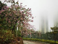 -梧桐山风景名胜区