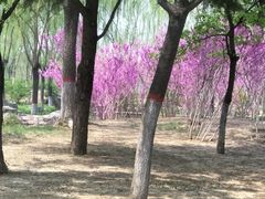 -石家庄市植物园