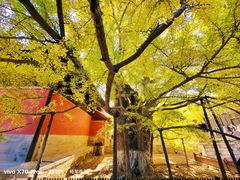 -大觉寺-停车场