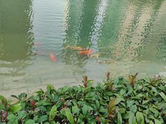 -陆家嘴中心绿地