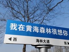 -黄海国家森林公园