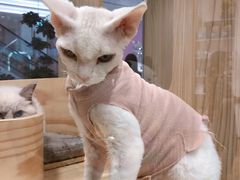 -屋虎猫馆(宝安大仟里店)