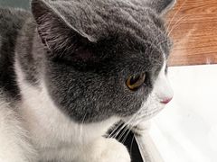 -瑞派·关忠动物医院·异宠专科·犬猫肿瘤·皮肤专科(望京店)