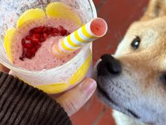 -春风十里咖啡馆