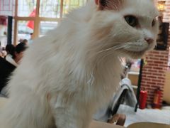 -猫小院猫主题餐厅(南锣旗舰店)