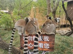 -北京野生动物园