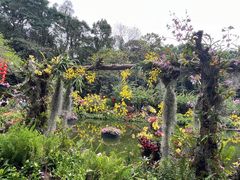 -深圳仙湖植物园