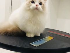 -momokira米努特·德文卷毛猫·棉花面纱犬