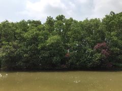 -大湾区中央湿地公园