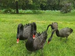 -福建鲤鱼洲酒店