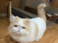 -MOCHA明星猫咖(田子坊店)