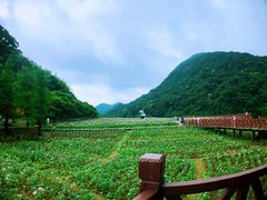 -广州市石门国家森林公园
