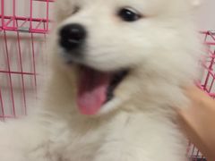 -翊宠yipet猫狗购宠庄园犬舍•猫舍