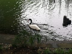 -澳洲牛奶公司(佐敦店)