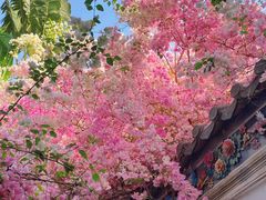 -深圳国际园林花卉博览园