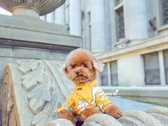 -超宠爱宠物摄影-Super pet