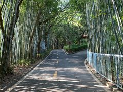-广东茂名森林公园