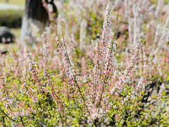 -白塘生态植物园